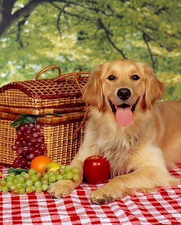 Big Dog Picnic Pack 2025