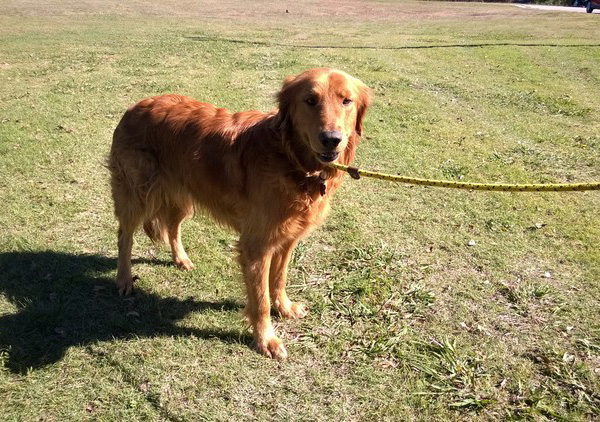 do golden retrievers make good house dogs