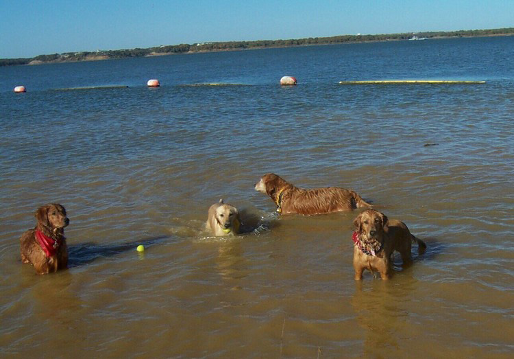 golden-retriever-adoption-dallas-goldens-at-meadowmere-tx