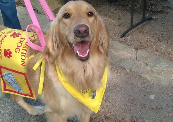 north-tx-golden-retriever-rescue