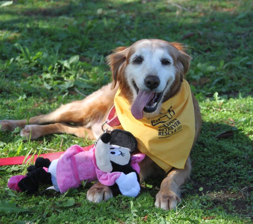 Lisa-golden-retriever-rescue-north-texas-grrnt