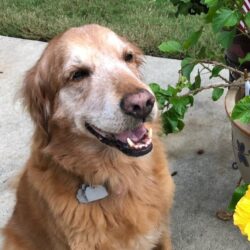 In Memory of Callie Gabrielson