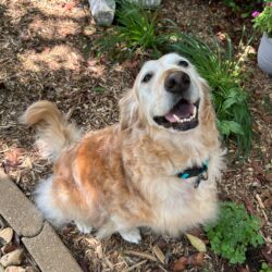 In Memory of Bella