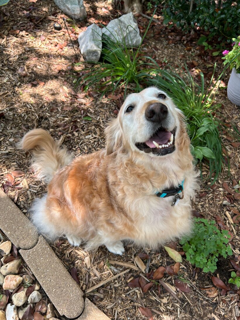 In Memory of Bella