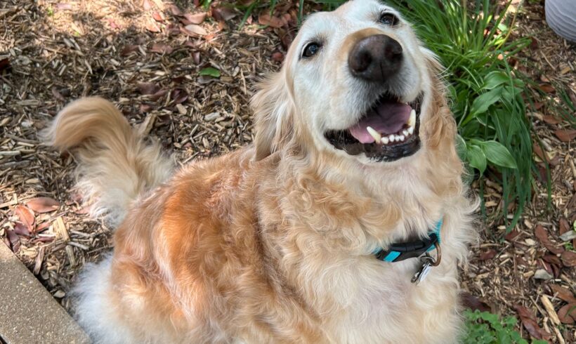 In Memory of Bella