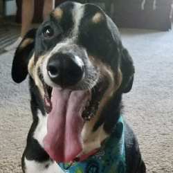 In Memory of Bella
