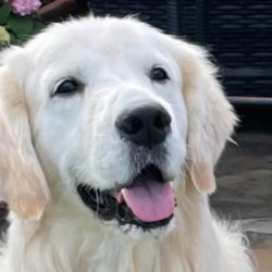 Finley