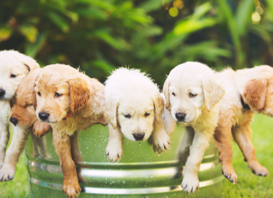 Puppy Picnic Pack 2025